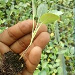 ফুলকপি (প্রতি পিচ)
