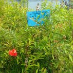 আনার / ডালিম (প্রতি পিচ)
