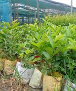গোল্ডেন-৮ পেয়ারা (প্রতি পিচ) - Image 2