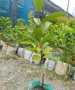 গোল্ডেন-৮ পেয়ারা (প্রতি পিচ)