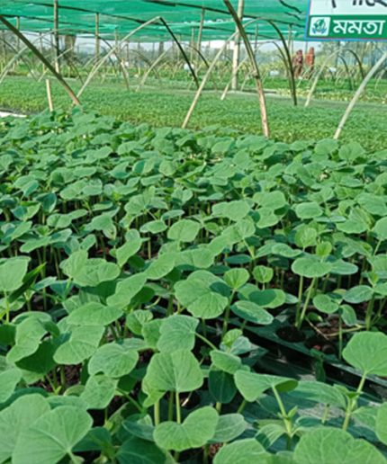 লাউ (প্রতি পিচ)